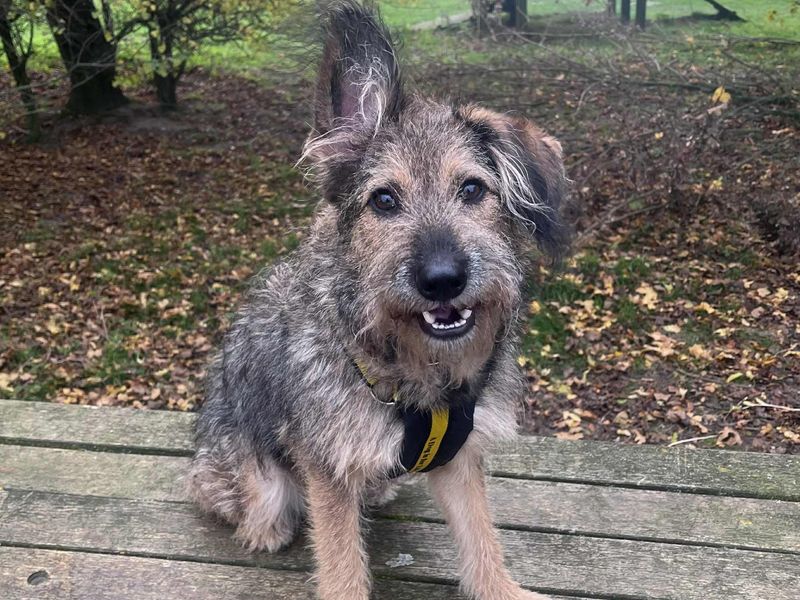 German Shepherd for adoption in Leeds, Yorkshire – 11 months old - Image 5 of 5