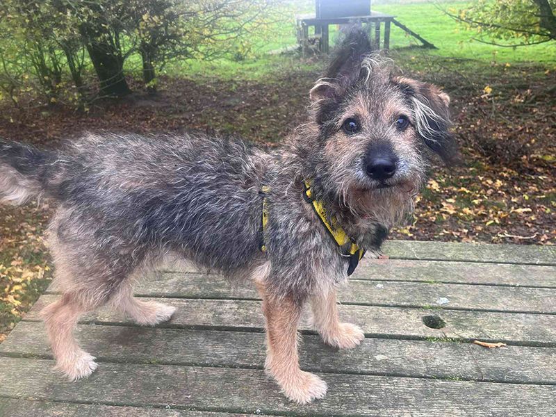 German Shepherd for adoption in Leeds, Yorkshire – 11 months old