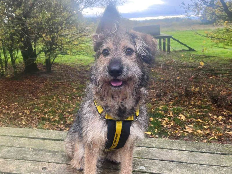 Jess | German Shepherd Dog Cross | Leeds - 1