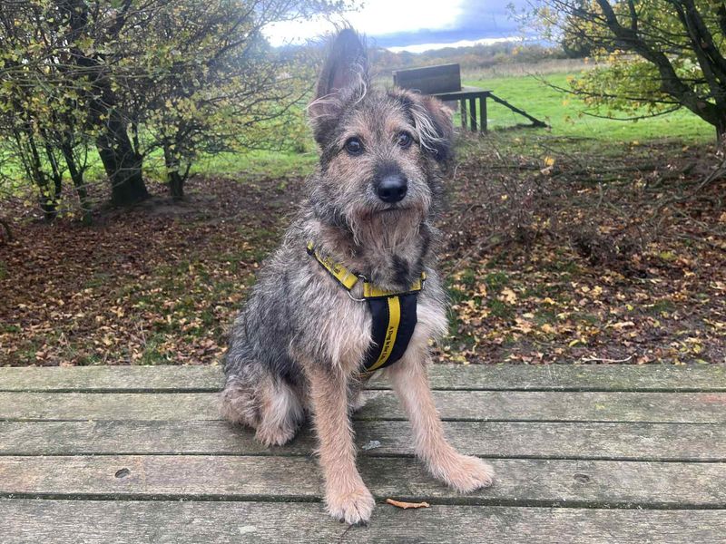 German Shepherd for adoption in Leeds, Yorkshire – 11 months old - Image 2 of 5