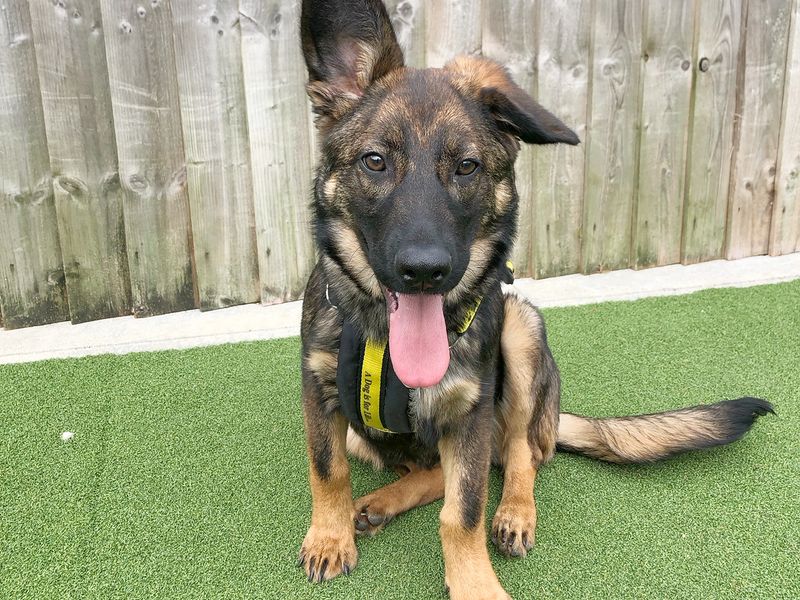 Luna for sale in Leeds, Yorkshire
