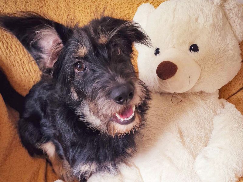 Jelly Bean | German Shepherd Dog Cross | Leeds - 1