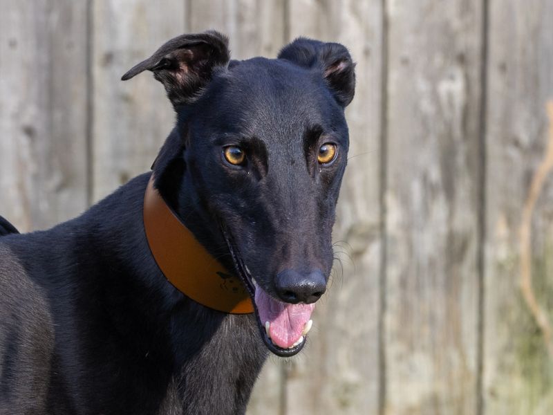 Greyhound for adoption in Wymeswold, Leicestershire – 3 years old - Image 2 of 2