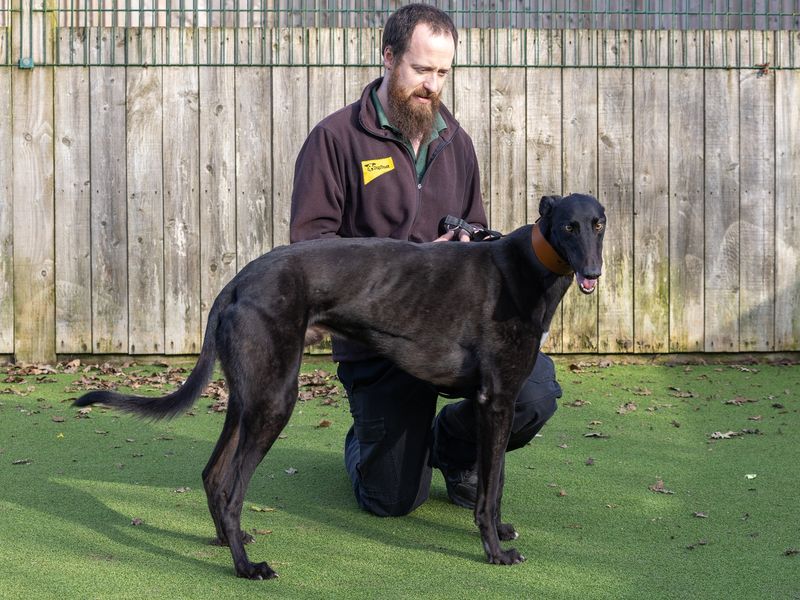 Jim for sale in Wymeswold, Leicestershire