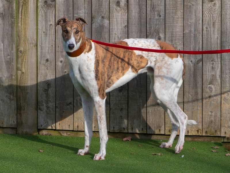 Greyhound for adoption in Wymeswold, Leicestershire – 5 years old - Image 3 of 3