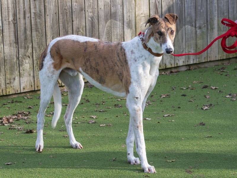 Tony for sale in Wymeswold, Leicestershire