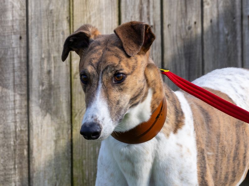 Greyhound for adoption in Wymeswold, Leicestershire – 5 years old - Image 2 of 3