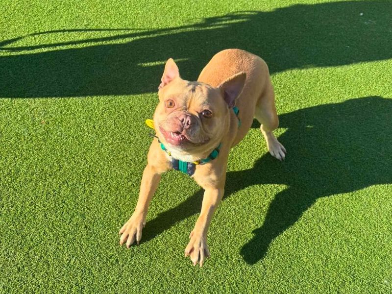 Bambi | French Bulldog | Salisbury (Wiltshire) - 1