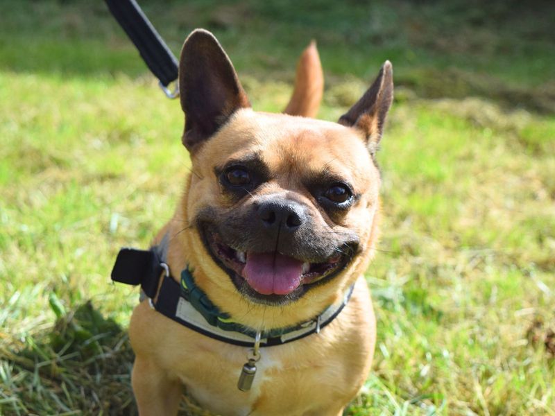 French Bulldog for adoption in Uxbridge, London – 4 years old - Image 2 of 2