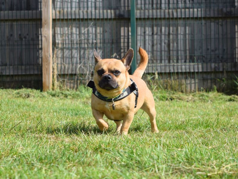 French Bulldog for adoption in Uxbridge, London – 4 years old