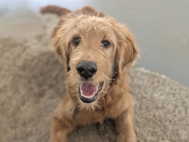 Freddie | Retriever (Golden) Cross | Salisbury (Wiltshire) - 1