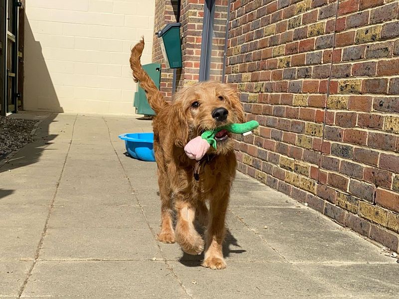 Teddy | Retriever (Golden) Cross | Basildon (Essex) - 1