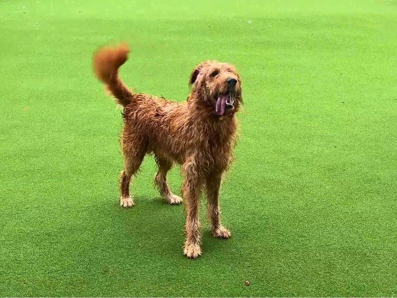 Freddie | Retriever (Golden) Cross | Salisbury (Wiltshire) - 1