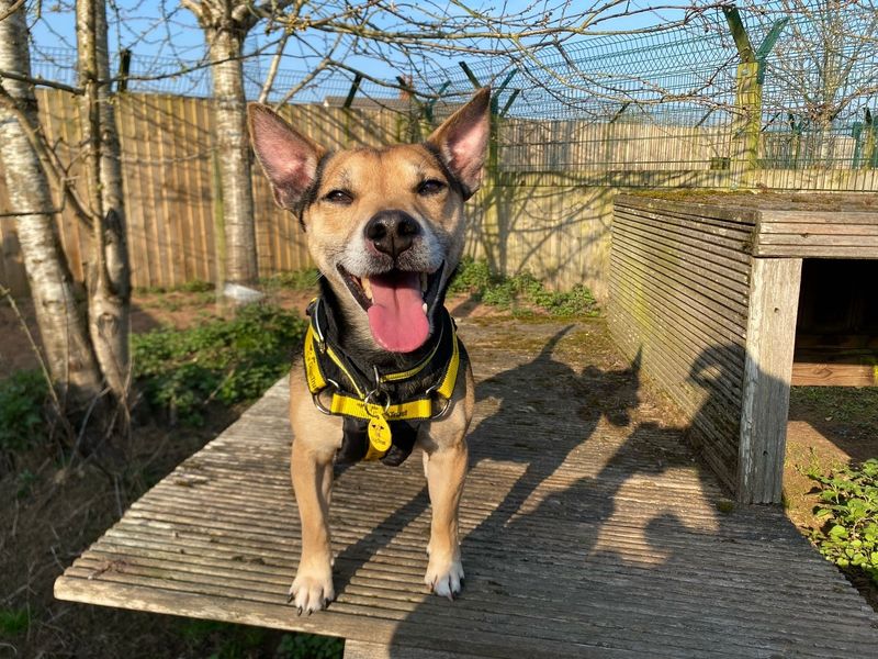 Jack Russell for adoption in Wymeswold, Leicestershire – 4 years old - Image 3 of 3