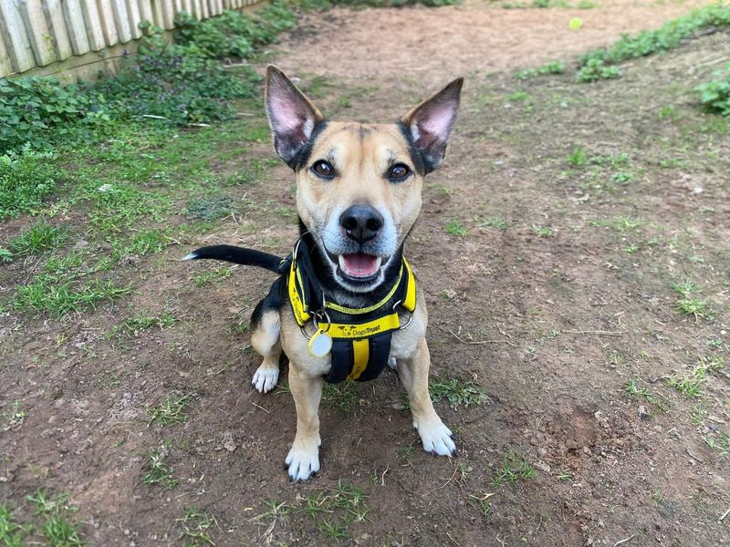 Jack Russell for adoption in Wymeswold, Leicestershire – 4 years old - Image 2 of 3