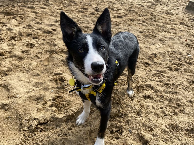 Border Collie for adoption in Ilfracombe, North Devon – 8 months old