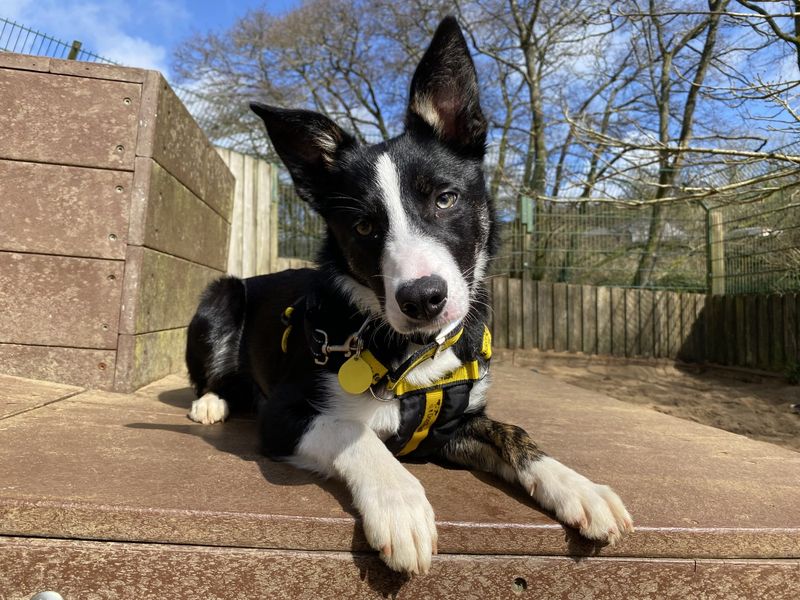 Border Collie for adoption in Ilfracombe, North Devon – 8 months old - Image 2 of 3