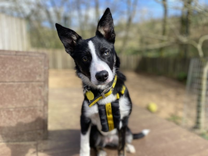 Border Collie for adoption in Ilfracombe, North Devon – 8 months old - Image 3 of 3