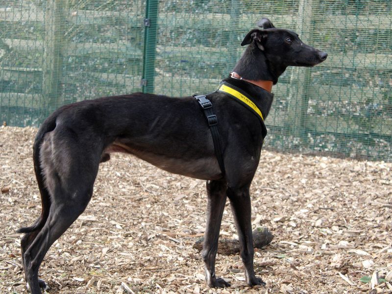 Ben for sale in Liverpool, Merseyside