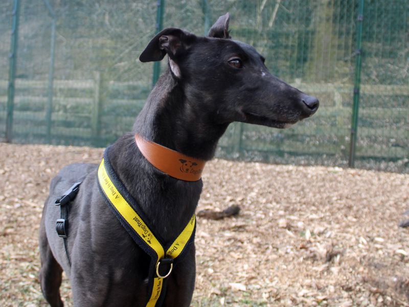 Ben for sale in Liverpool, Merseyside - Image 3