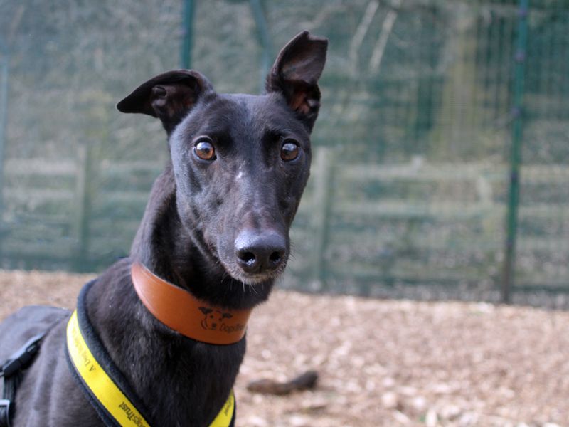 Ben for sale in Liverpool, Merseyside | Image 2