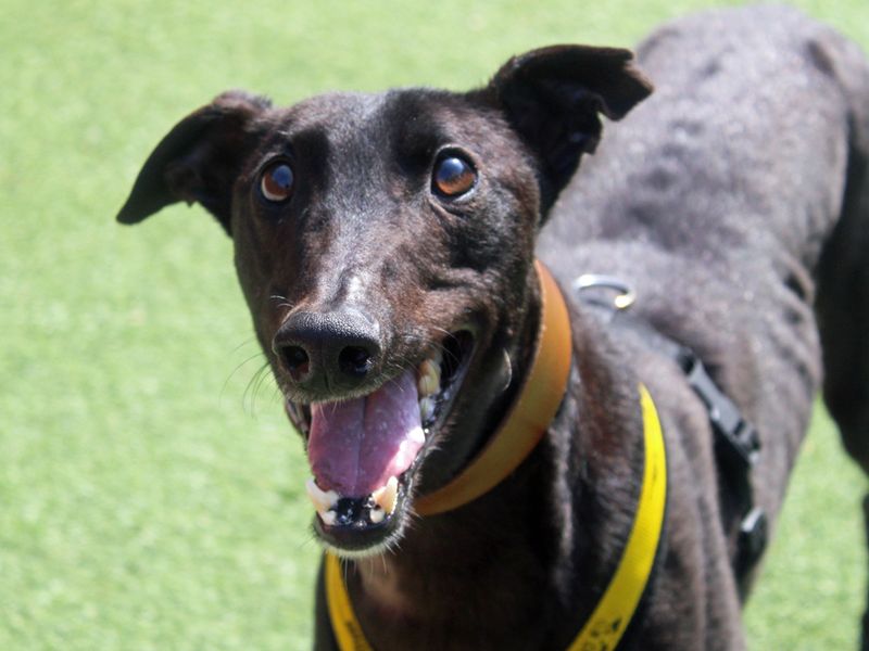 Ben | Greyhound | Merseyside (Liverpool) - 1