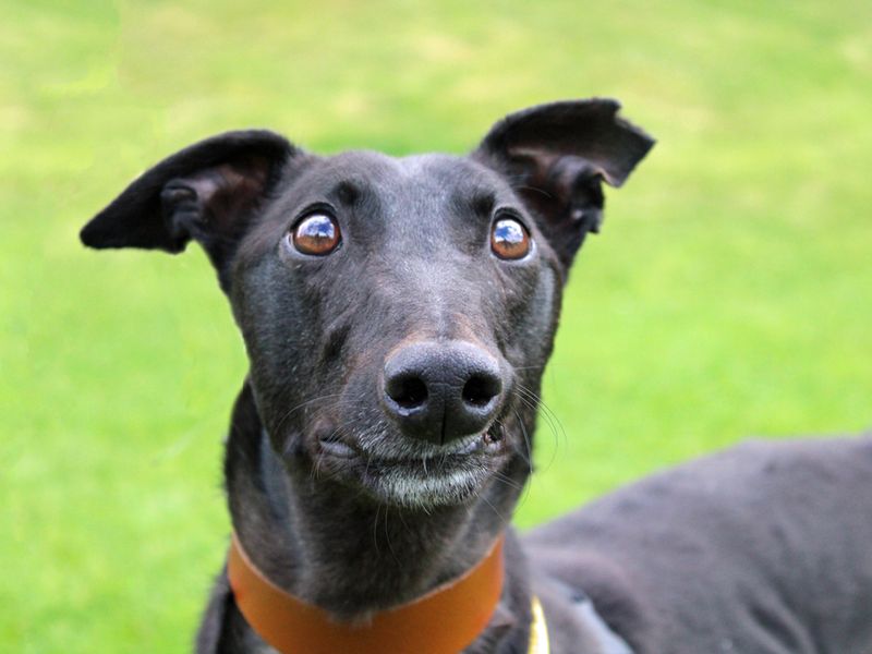 Ben | Greyhound | Merseyside (Liverpool) - 1