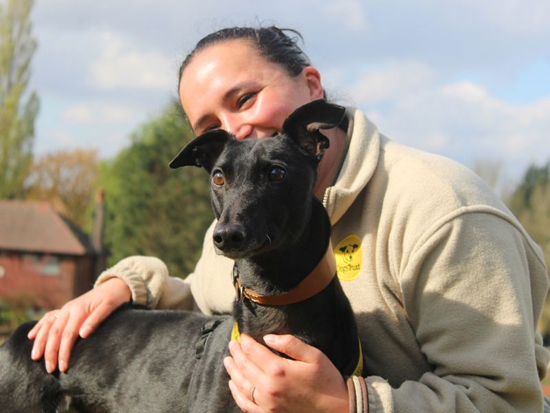 undefined | Greyhound | undefined - 2