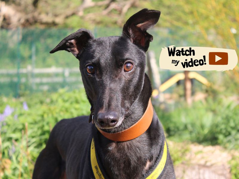 Ben | Greyhound | Merseyside (Liverpool) - 1
