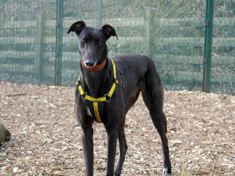 Selina for sale in Liverpool, Merseyside