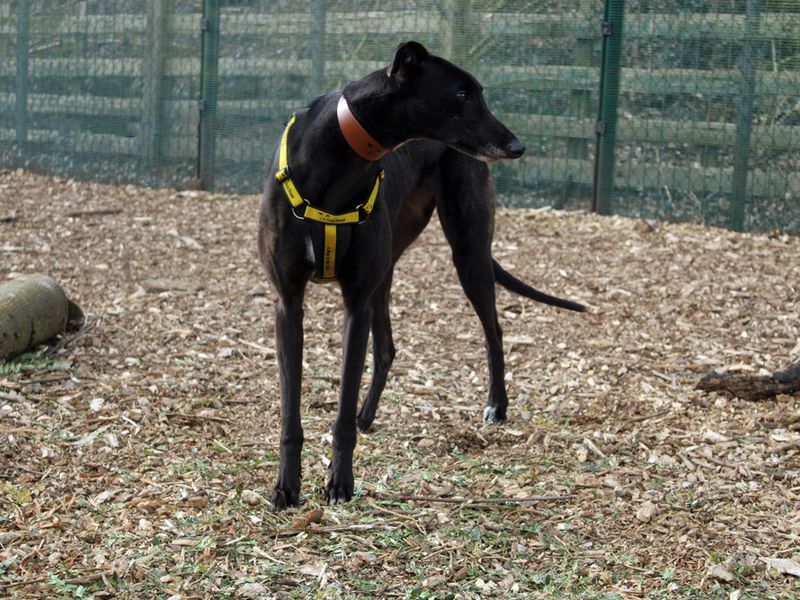Greyhound for adoption in Liverpool, Merseyside – 5 years old - Image 3 of 3