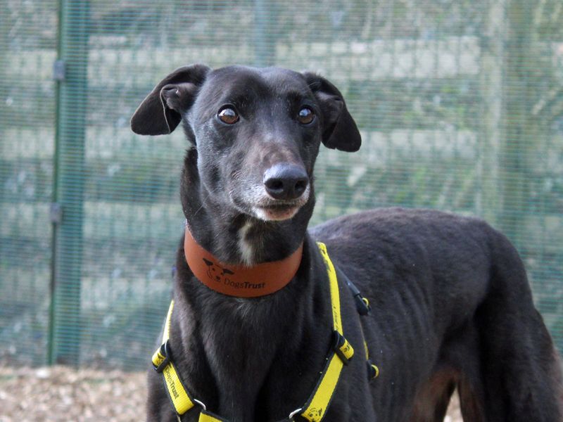 Greyhound for adoption in Liverpool, Merseyside – 5 years old - Image 2 of 3