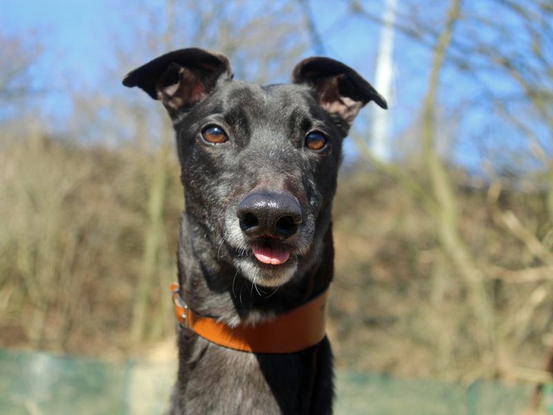 Greyhound for adoption in Liverpool, Merseyside – 3 years old - Image 4 of 4