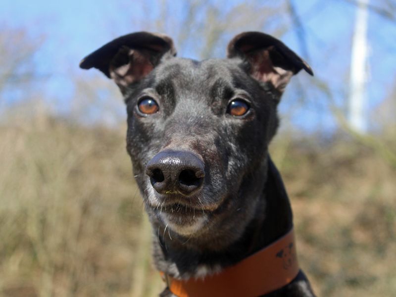 Greyhound for adoption in Liverpool, Merseyside – 3 years old - Image 3 of 4