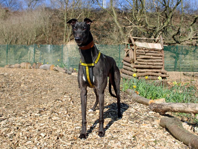 Greyhound for adoption in Liverpool, Merseyside – 3 years old - Image 2 of 4
