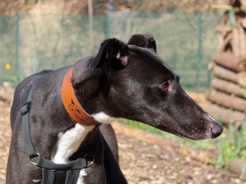 Peggy for sale in Liverpool, Merseyside