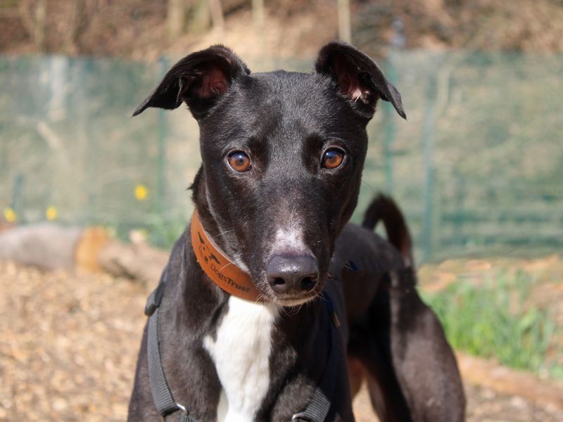 Peggy for sale in Liverpool, Merseyside | Image 2