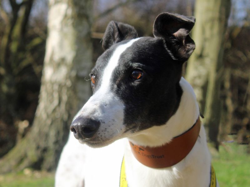 Hugo for sale in Liverpool, Merseyside