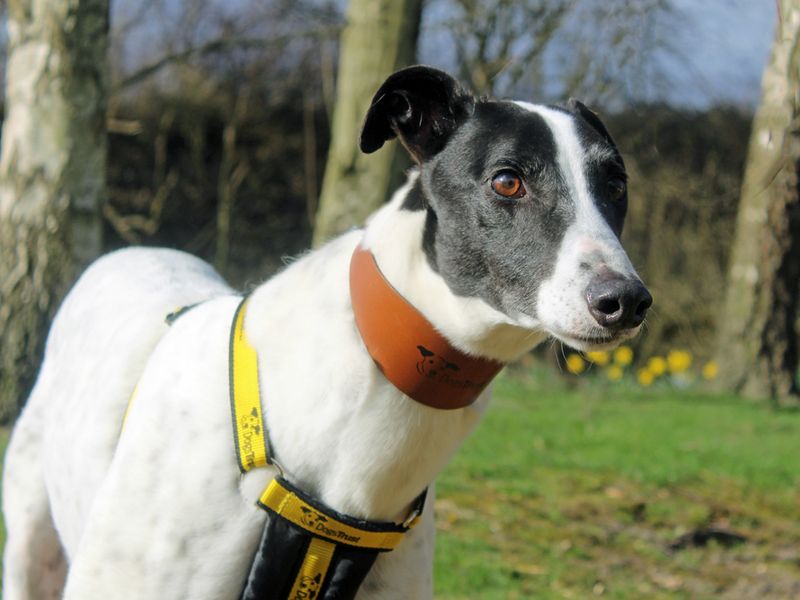 Greyhound for adoption in Liverpool, Merseyside – 6 years old - Image 4 of 4