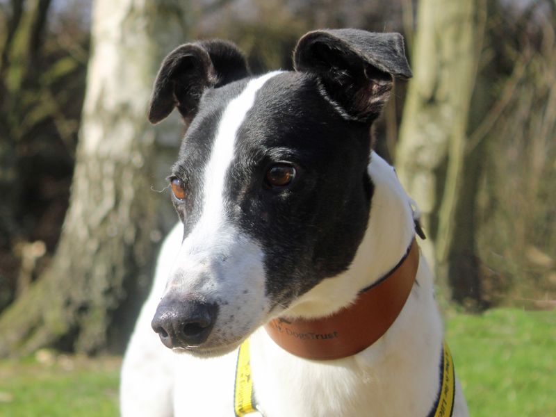 Greyhound for adoption in Liverpool, Merseyside – 6 years old - Image 2 of 4