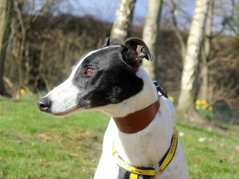 Greyhound for adoption in Liverpool, Merseyside – 6 years old - Image 3 of 4