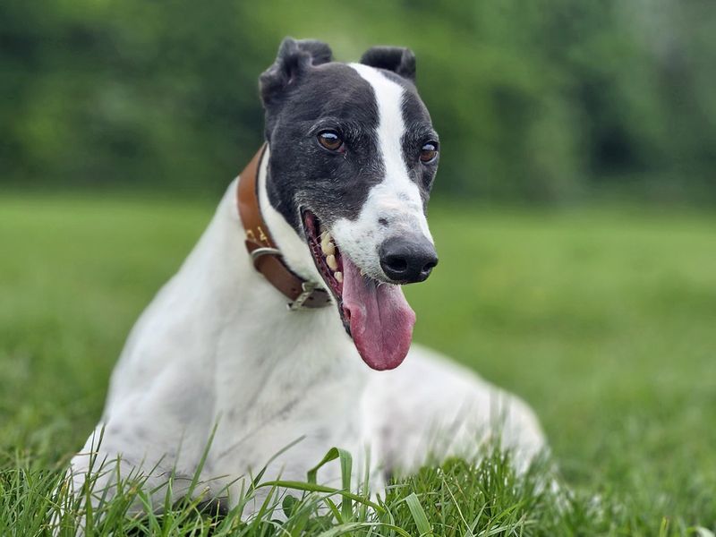 Hugo | Greyhound | Merseyside (Liverpool) - 1