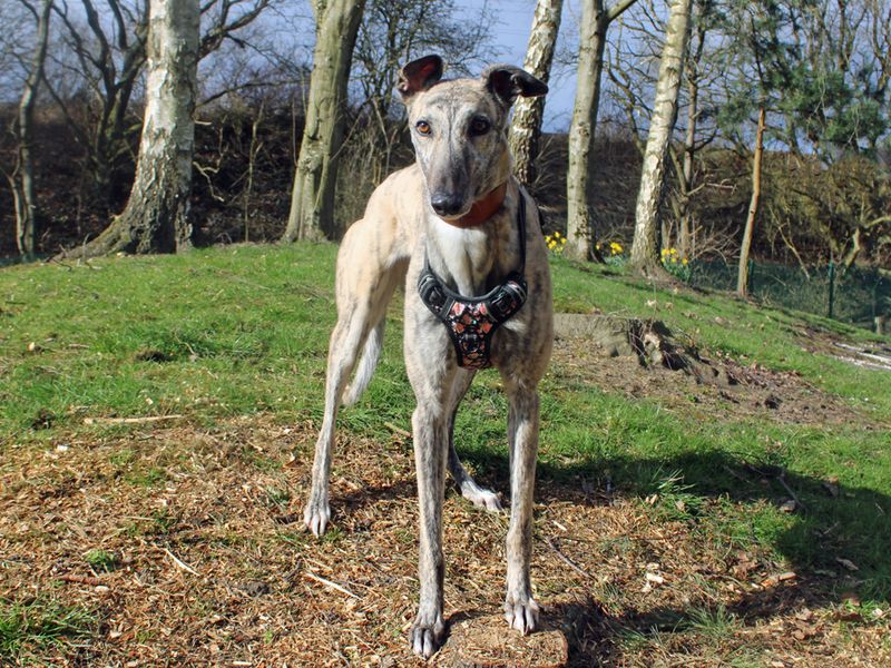 Greyhound for adoption in Liverpool, Merseyside – 3 years old - Image 3 of 3