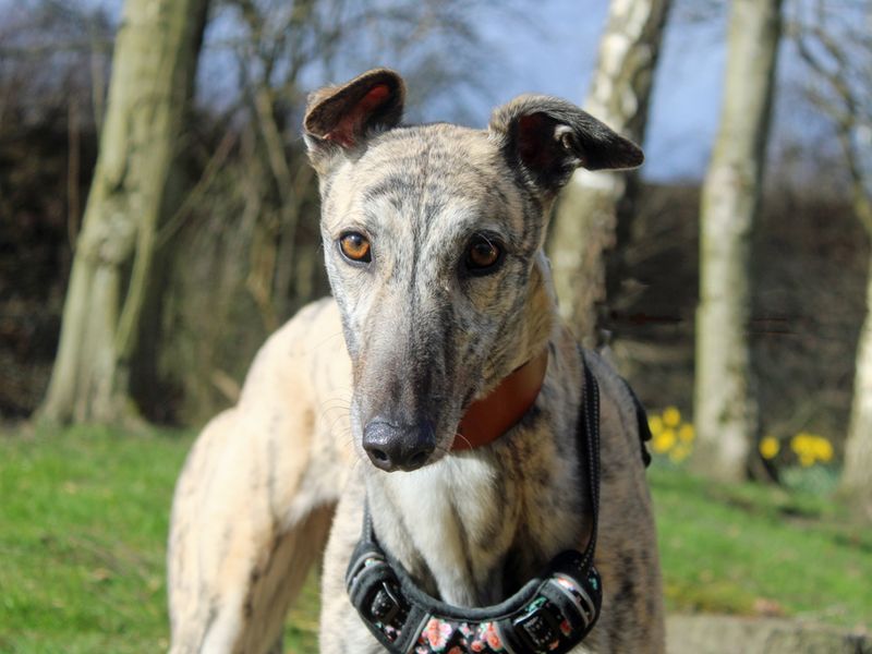 Tara for sale in Liverpool, Merseyside