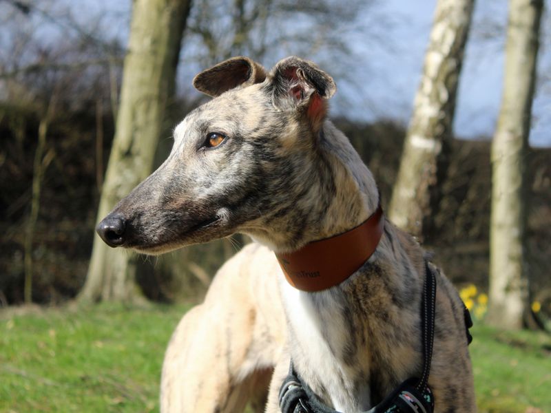 Greyhound for adoption in Liverpool, Merseyside – 3 years old - Image 2 of 3