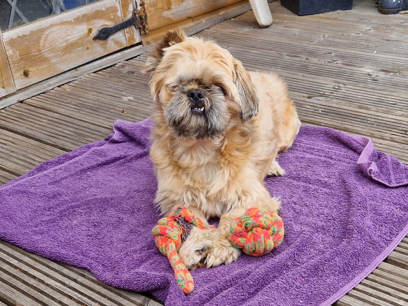 Charlie | Shih Tzu | Leeds - 1