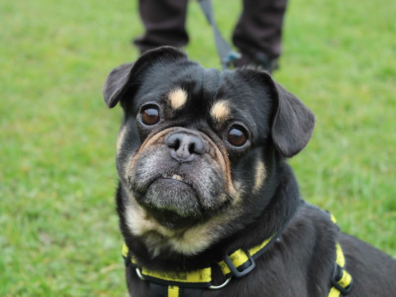 Pug for adoption in Newbury, Berkshire – 7 years old - Image 4 of 4