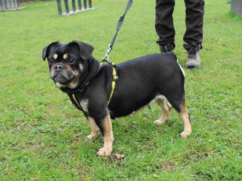 Polly for sale in Newbury, Berks