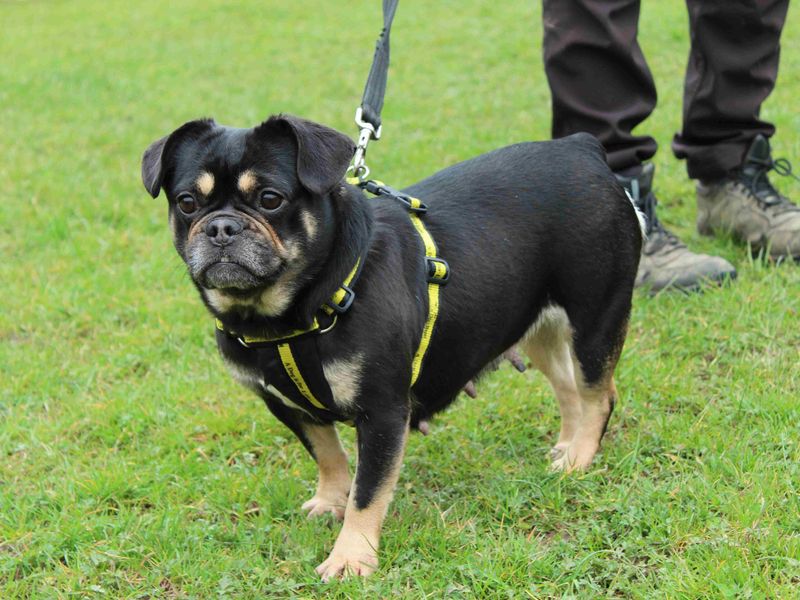 Pug for adoption in Newbury, Berkshire – 7 years old - Image 3 of 4