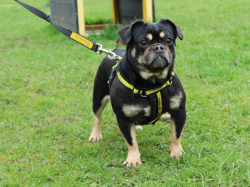 Pug for adoption in Newbury, Berkshire – 7 years old - Image 2 of 4